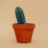 植物猎人