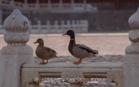 故宫春日温馨壁纸图片v1.11截图