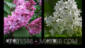 丁香花瓣v1.9截图