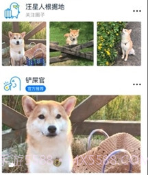 它福宠物社区v1.0.11截图