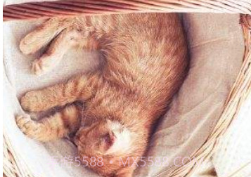 猫咪APP最新版v2.4.10截图