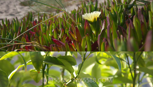 长图王v1.0.18截图