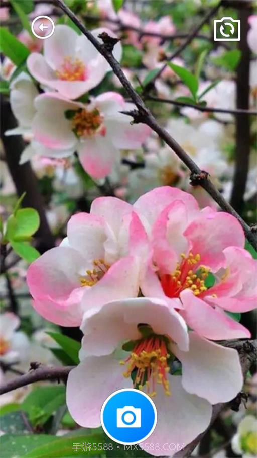 秋海棠宝箱1.0.8截图