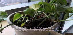 激发你的灵感v1.0.13截图