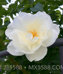 AI智能助手v1.0.0.21截图