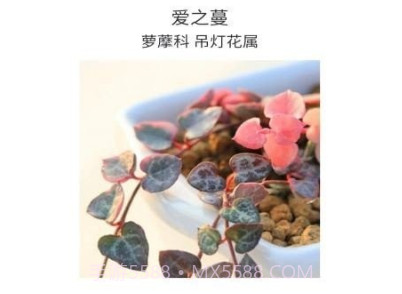 嘟嘟多肉植物鉴v1.14截图