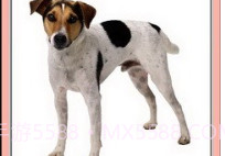 看图识字动物篇v1.16截图