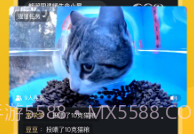 哈啰街猫手机版V1.0.16截图