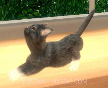 与我的猫咪v1.0.26截图