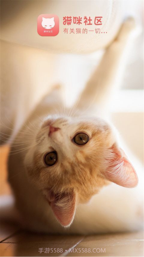 猫咪社区手机版截图3 猫咪社区手机版截图3