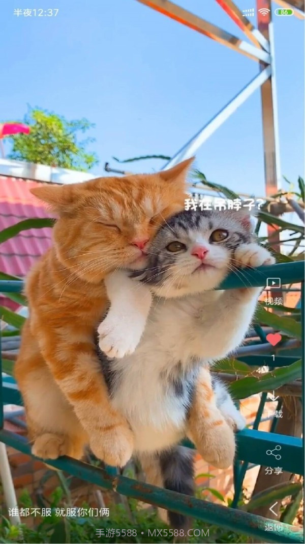 动漫视频壁纸截图1