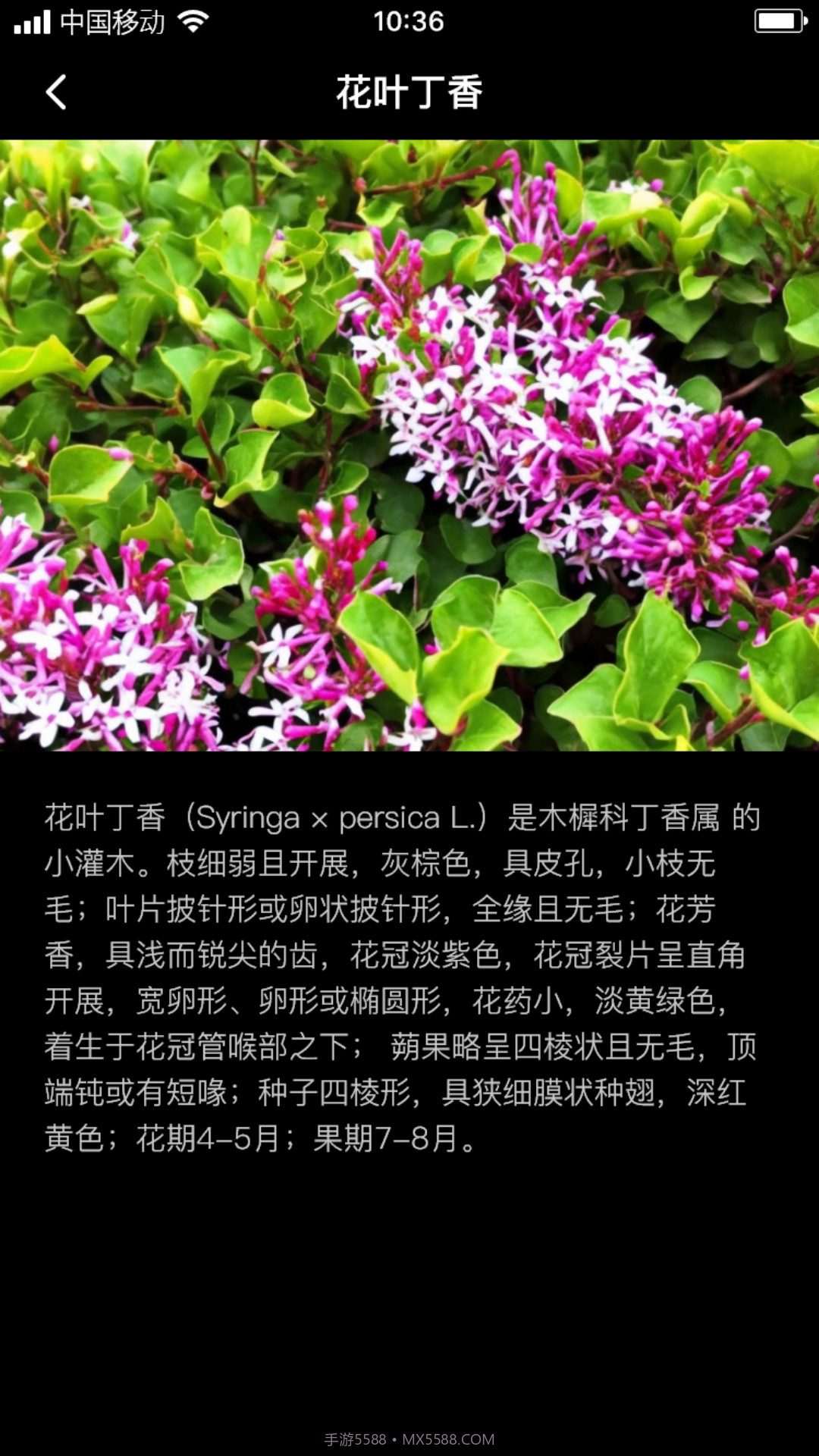丁香花瓣截图2 丁香花瓣截图2