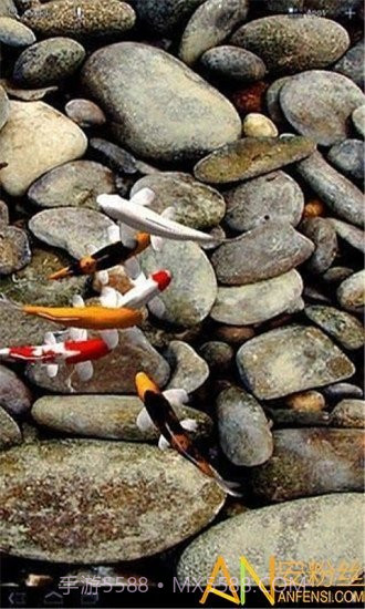 自由锦鲤动态壁纸截图3