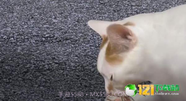 猫头怪谈截图1 猫头怪谈截图1