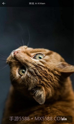 4D动态壁纸截图1