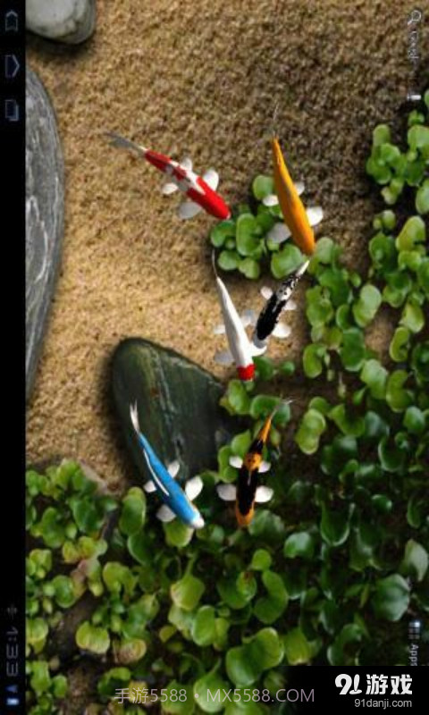 锦鲤3D动态壁纸截图3