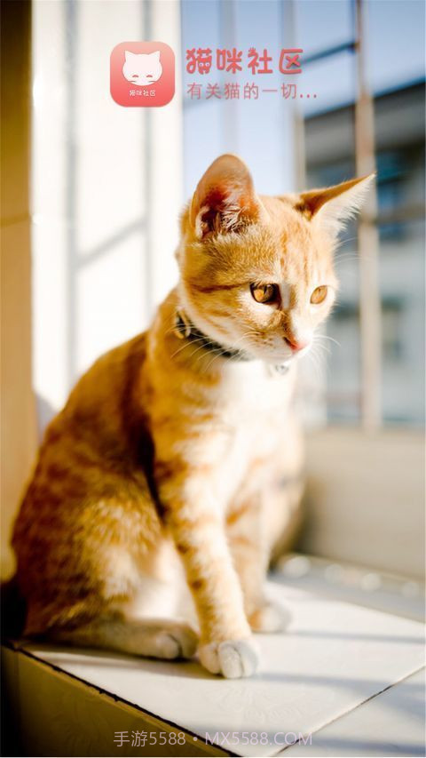 猫咪社区手机版截图2 猫咪社区手机版截图2