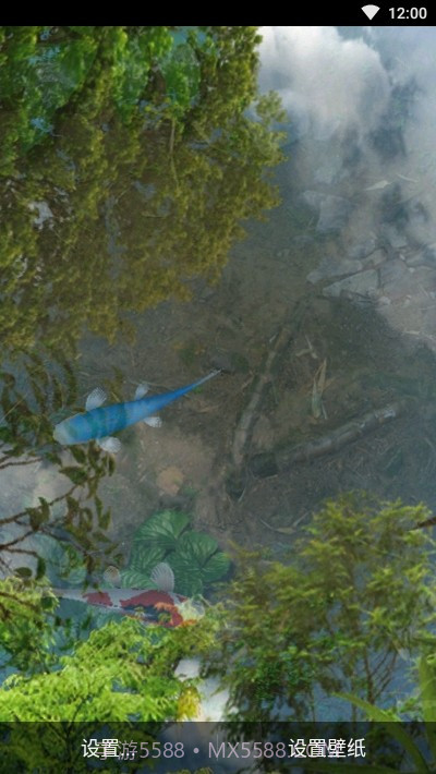 鱼池动态壁纸截图2 鱼池动态壁纸截图2