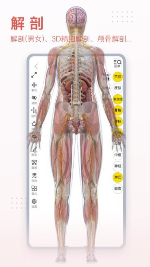 3Dbody艺用截图3