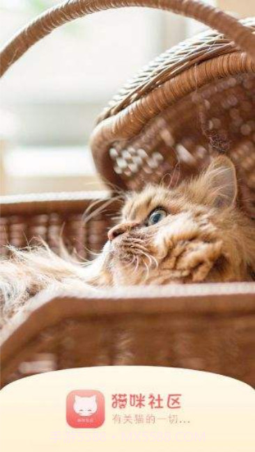 猫咪截图2
