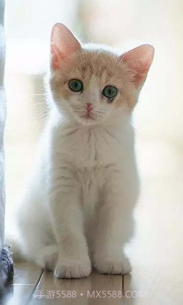 小猫壁纸截图2 小猫壁纸截图2