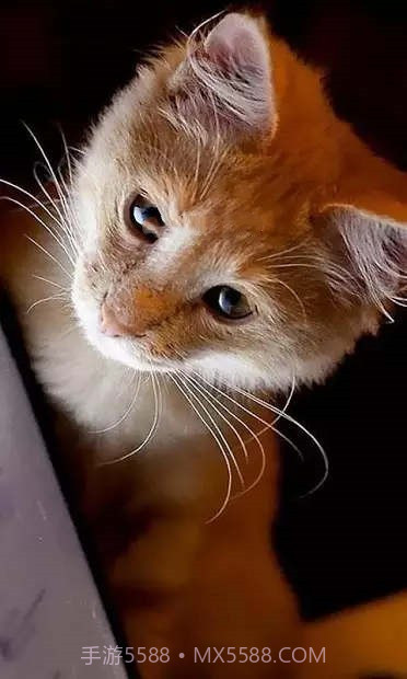 小猫壁纸截图3 小猫壁纸截图3