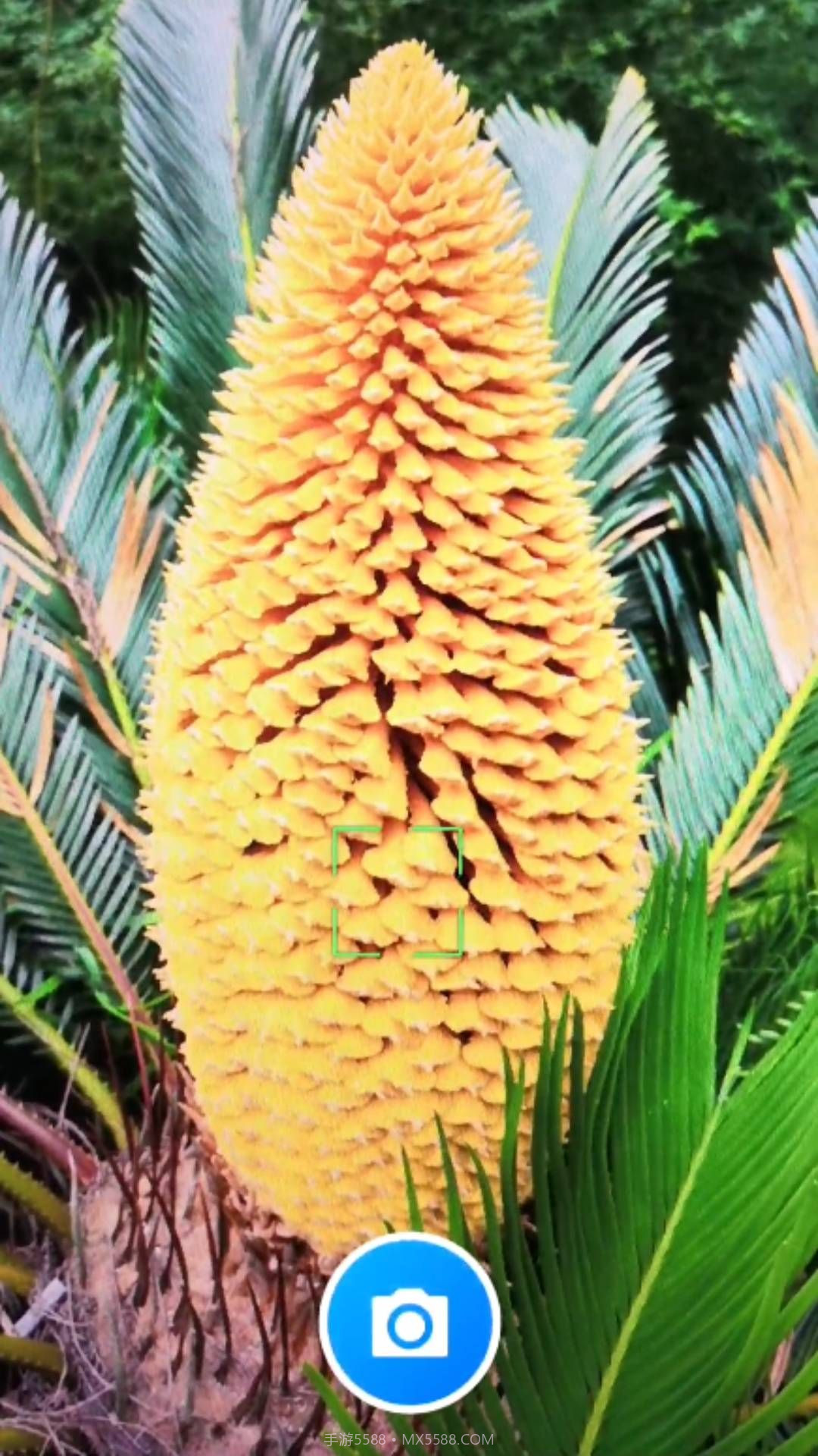 君子兰宝匣截图4