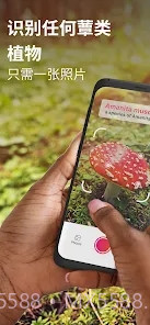 Picture Mushroom蘑菇识别扫一扫截图1 Picture Mushroom蘑菇识别扫一扫截图1